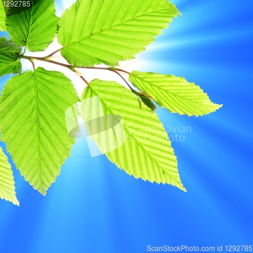 Image of summer leaves