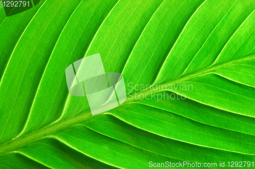 Image of structure of a leaf