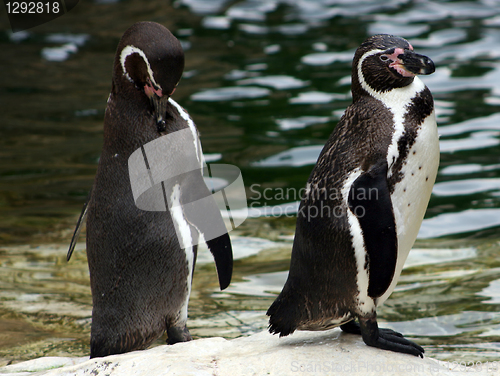 Image of Humboldt penguins