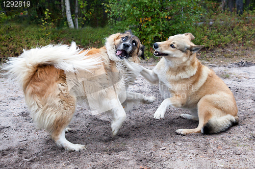 Image of Dogs fighting 