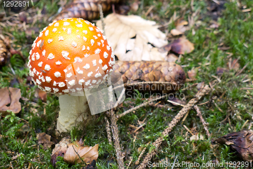 Image of Amanita Mushroom