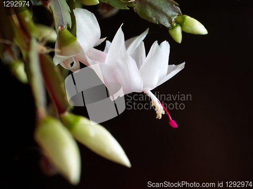 Image of blooming christmas cactus