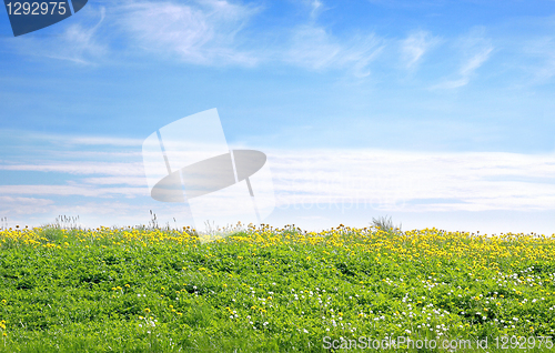 Image of Field of dandelions