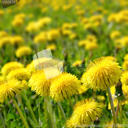 Image of field of dandelions