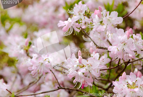 Image of pink rhododendrons