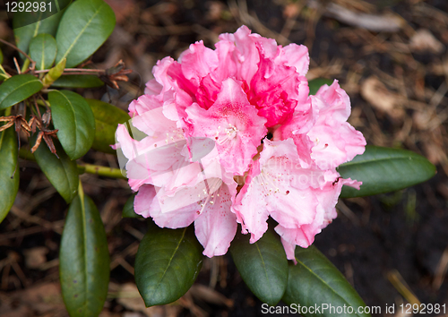 Image of pink rhododendron