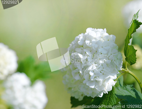 Image of beautiful white blooming hydrangea