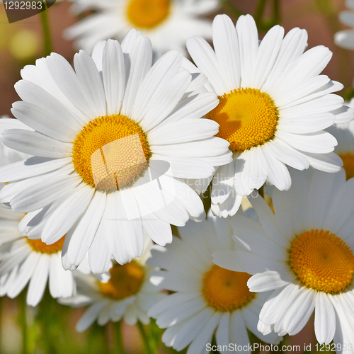 Image of daisies in a field, macro