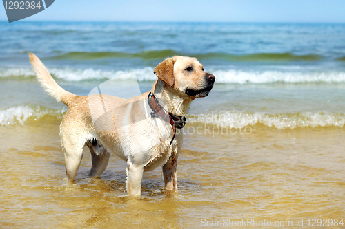 Image of beautiful young labrador