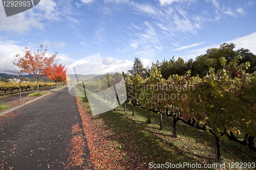 Image of Grape Vines