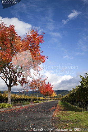 Image of Autumn Vineyard