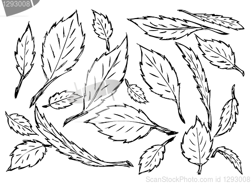 Image of hand drawn leaves
