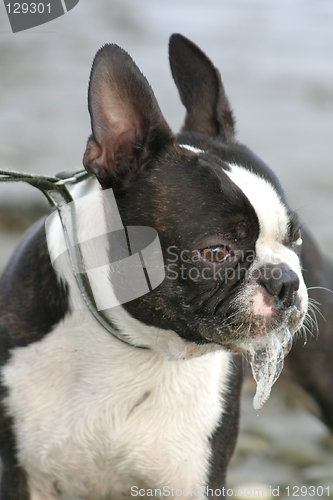 Image of Boston terrier