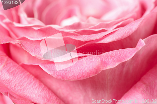 Image of pink rose closeup