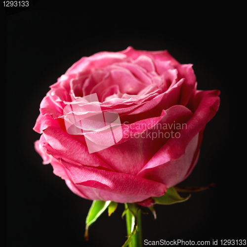 Image of pink rose on black background