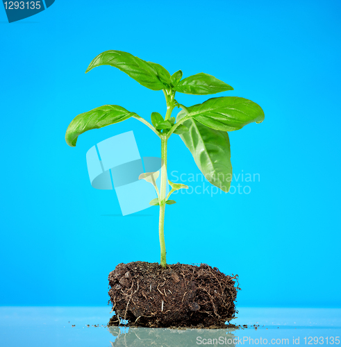Image of basil plant