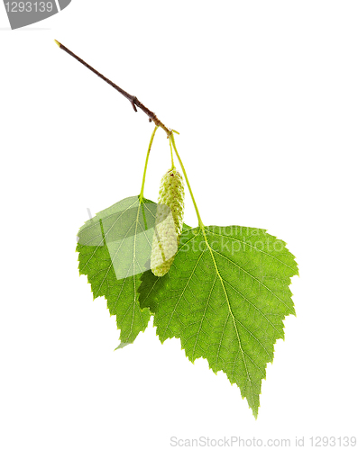 Image of green leaves of birch tree