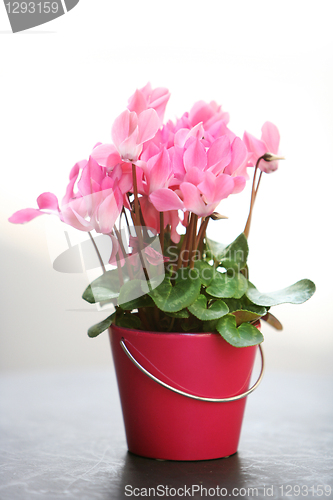 Image of pink cyclamen