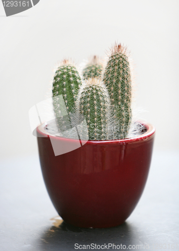 Image of cactus