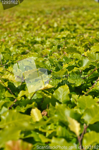 Image of Thickets of bright green shrubby foliage