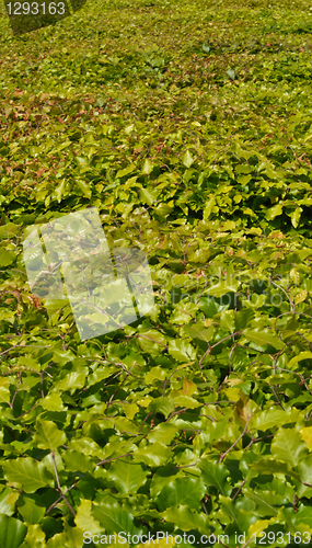 Image of Thickets of bright green shrubby foliage