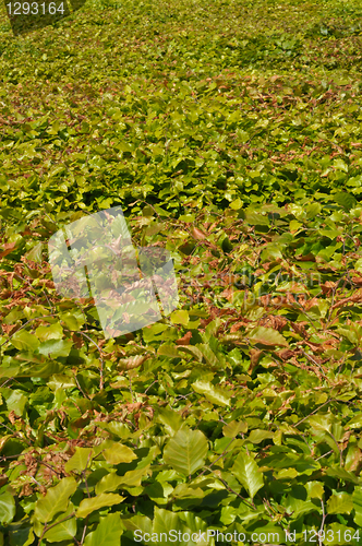 Image of Thickets of bright green shrubby foliage