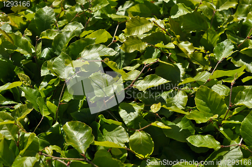 Image of foliage