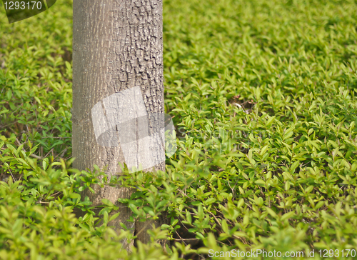 Image of trunk 