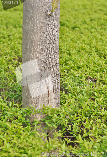 Image of trunk 