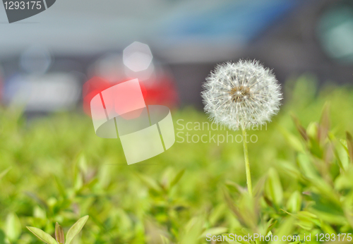 Image of dandelion 