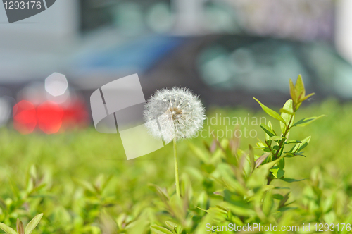 Image of dandelion 