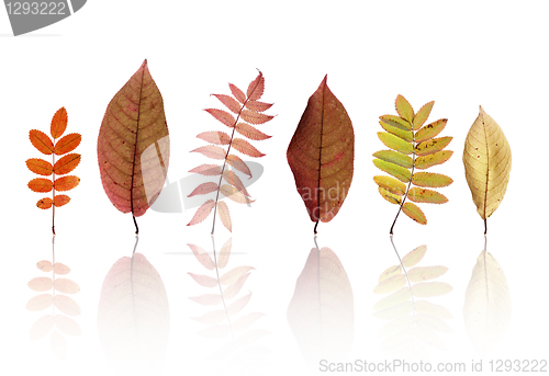 Image of Autumn leaves