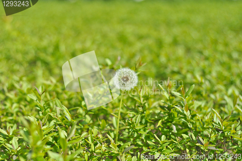 Image of dandelion 