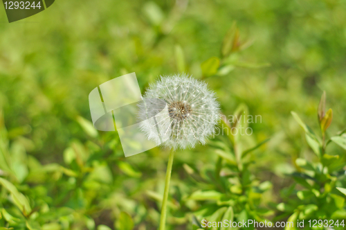 Image of dandelion 