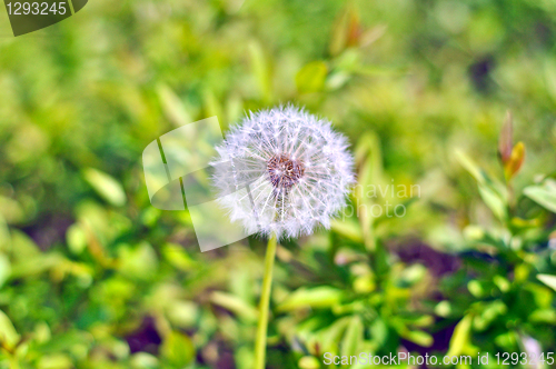 Image of dandelion 