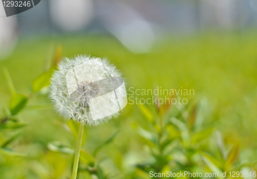 Image of dandelion 
