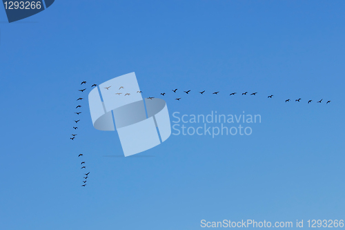 Image of Waterbirds in the sky