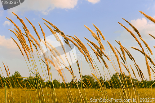 Image of Tops of cereal weeds