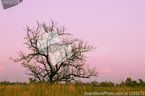 Image of Lonely dry tree