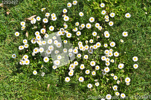 Image of daisies 