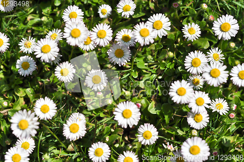 Image of daisies 