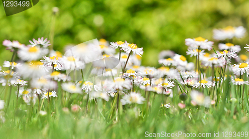 Image of daisies 