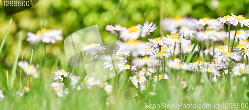 Image of daisies 