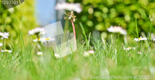 Image of daisies 