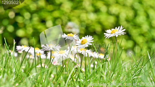 Image of daisies 