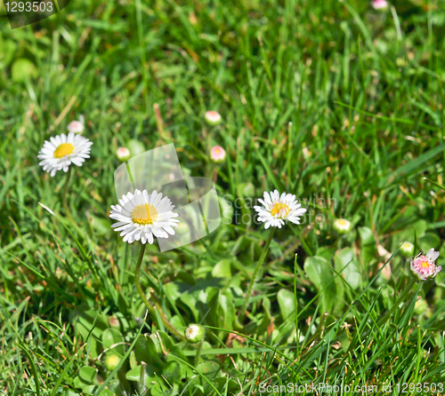 Image of daisies 