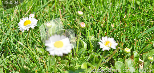Image of daisies 