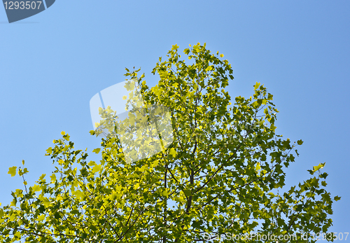Image of tree 