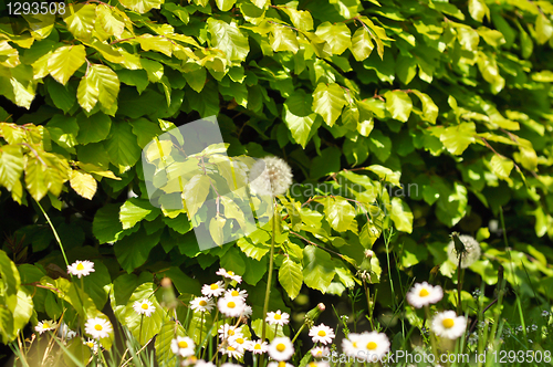 Image of green shrubs