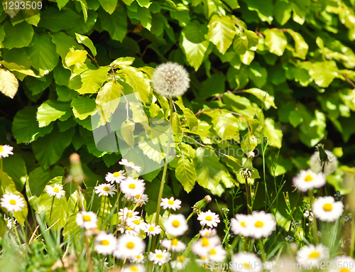 Image of green shrubs